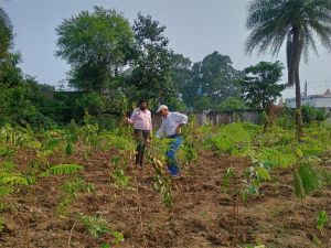 उद्यानिकी विभाग ने 15000 से अधिक पौधे रोपित कर हराभरा बनाया उद्यानिकी विभाग ने 15000 से अधिक पौधे रोपित कर हराभरा बनाया