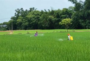  कृषि विज्ञान केन्द्र सुरगी द्वारा किसानों को धान फसल की सुरक्षा के लिए दी गई समसामयिक सलाह