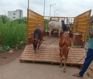 45 दिनों में 2161'आवारा पशुओं को धरपकड़ कर गौठानों में भेजा गया 45 दिनों में 2161'आवारा पशुओं को धरपकड़ कर गौठानों में भेजा गया