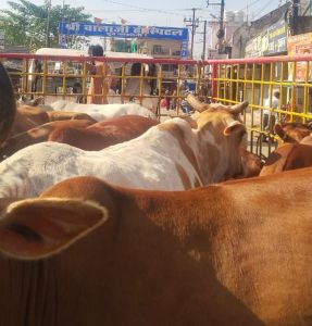 46 दिनों में 2196'आवारा पशुओं को धरपकड़ कर गौठानों में भेजा गया 46 दिनों में 2196'आवारा पशुओं को धरपकड़ कर गौठानों में भेजा गया