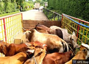 47 दिनों में 2230 आवारा पशुओं को धरपकड़ कर गौठानों में भेजा गया 47 दिनों में 2230 आवारा पशुओं को धरपकड़ कर गौठानों में भेजा गया