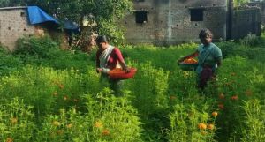 गेंदा फूल की खुशबू से महक रहा महिलाओं का जीवन गेंदा फूल की खुशबू से महक रहा महिलाओं का जीवन