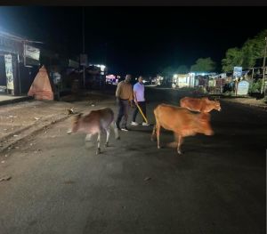 खुले में छोड़े पशुओं के मालिकों पर कार्रवाई-तखतपुर प्रशासन ने दर्ज कराई एफआईआर खुले में छोड़े पशुओं के मालिकों पर कार्रवाई-तखतपुर प्रशासन ने दर्ज कराई एफआईआर