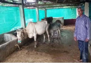  .पशु शेड गौ पालक रामफल के लिए बना आमदनी का जरिया