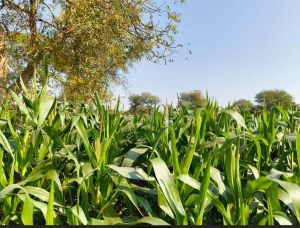 जल संकट से निपटने की नई राह जल संकट से निपटने की नई राह