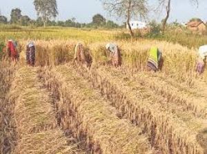 धान खरीदी अवधि में किसानों की शिकायतों के समाधान हेतु नियंत्रण कक्ष स्थापित धान खरीदी अवधि में किसानों की शिकायतों के समाधान हेतु नियंत्रण कक्ष स्थापित