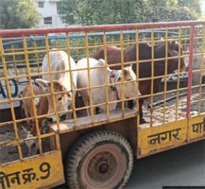  रायपुर नगर निगम ने 1 जनवरी 2024 से 10 नवम्बर 2025 तक 10809 आवारा मवेशियों को पकडकर कांजी हॉउस भेजा