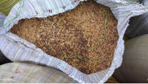 कैलाशपुर के किराना व्यापारी के गोदाम से अवैध धान किया गया जब्त कैलाशपुर के किराना व्यापारी के गोदाम से अवैध धान किया गया जब्त