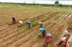 खस की खेती ने दिया आजीविका का नया रास्ता खस की खेती ने दिया आजीविका का नया रास्ता