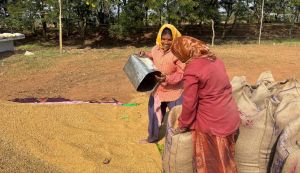 खरीफ उपार्जन शुरू होते ही धमतरी में लौटी रौनक खरीफ उपार्जन शुरू होते ही धमतरी में लौटी रौनक