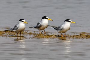 कोपरा जलाशय को मिलेगा रामसर स्थल का दर्जा कोपरा जलाशय को मिलेगा रामसर स्थल का दर्जा