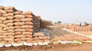 जिले के 87 समितियों के 102 उपार्जन केन्द्रों में धान खरीदी प्रक्रिया युद्धस्तर पर जारी जिले के 87 समितियों के 102 उपार्जन केन्द्रों में धान खरीदी प्रक्रिया युद्धस्तर पर जारी