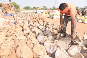 70,178.32 मे. टन धान की खरीदी 70,178.32 मे. टन धान की खरीदी