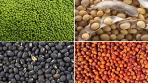 पीएम आशा योजना से दलहन-तिलहन की होगी समर्थन मूल्य पर खरीदी पीएम आशा योजना से दलहन-तिलहन की होगी समर्थन मूल्य पर खरीदी