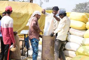 राजनांदगांव जिले में धान की खरीदी महाभियान से किसानों में हर्ष व्याप्त