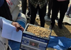  कोरिया जिले के कटगोड़ी, मुरमा, जटासेमर और पोंडी धान खरीदी केन्द्र में 40 क्विंटल अमानक धान रिजेक्ट