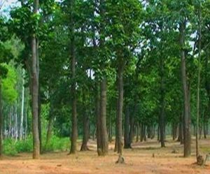  धमधा एवं पाटन डिविजन में वन विभाग की सतत निगरानी