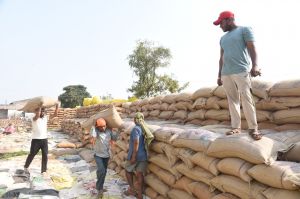 1,15,550.48 मे. टन धान की हुई खरीदी 1,15,550.48 मे. टन धान की हुई खरीदी