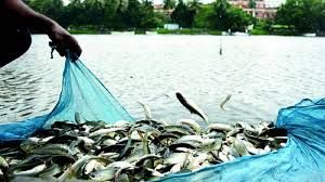 मत्स्य पालक ले सकते है एक्वाकल्चर बीमा योजना का लाभ मत्स्य पालक ले सकते है एक्वाकल्चर बीमा योजना का लाभ