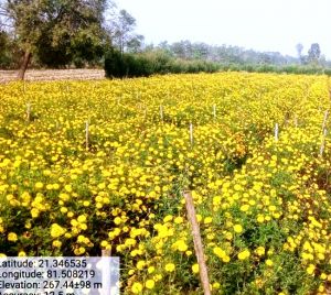 उद्यानिकी फसलों की पैदावारी से लाभान्वित हो रहे जिले के कृषक उद्यानिकी फसलों की पैदावारी से लाभान्वित हो रहे जिले के कृषक