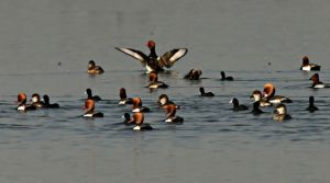 कोपरा जलाशय को राज्य का पहला रामसर साइट घोषित किया जाना छत्तीसगढ़ के लिए गर्व का क्षण : मुख्यमंत्री कोपरा जलाशय को राज्य का पहला रामसर साइट घोषित किया जाना छत्तीसगढ़ के लिए गर्व का क्षण : मुख्यमंत्री