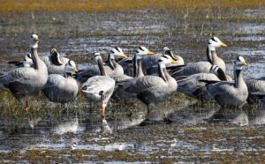 छत्तीसगढ़ का पहला रामसर साइट बना कोपरा जलाशय छत्तीसगढ़ का पहला रामसर साइट बना कोपरा जलाशय