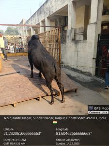आवारा मवेशियों की धरपकड़ कर प्राप्त जनशिकायत का किया त्वरित निदान आवारा मवेशियों की धरपकड़ कर प्राप्त जनशिकायत का किया त्वरित निदान
