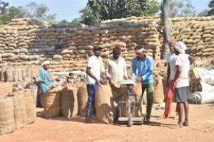 बालोद जिले में समर्थन मूल्य पर धान खरीदी कार्य सफलतापूर्वक जारी बालोद जिले में समर्थन मूल्य पर धान खरीदी कार्य सफलतापूर्वक जारी