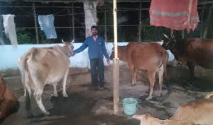 उन्नत पशुपालन से बदली तिलेश्वर पाण्डे की तकदीर उन्नत पशुपालन से बदली तिलेश्वर पाण्डे की तकदीर