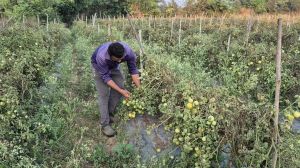 ग्राफ्टेड टमाटर की खेती से युवराज साहू को हो रहा दोगुना फायदा ग्राफ्टेड टमाटर की खेती से युवराज साहू को हो रहा दोगुना फायदा