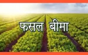 रबी फसलों का बीमा कराने हेतु अंतिम तिथि 31 दिसम्बर रबी फसलों का बीमा कराने हेतु अंतिम तिथि 31 दिसम्बर