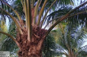  ऑयल पाम रोपण को बढ़ावा: राज्य शासन द्वारा 69,620 रुपये तक का अतिरिक्त अनुदान