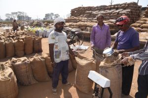 अब तक 2,68,901.52 मे. टन धान की हुई खरीदी अब तक 2,68,901.52 मे. टन धान की हुई खरीदी