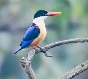 बारनवापारा अभयारण्य में मिला दुर्लभ ब्लैक-कैप्ड किंगफिशर बारनवापारा अभयारण्य में मिला दुर्लभ ब्लैक-कैप्ड किंगफिशर