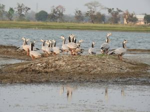 कोपरा जलाशय में मछली मारने पर लगा प्रतिबंध कोपरा जलाशय में मछली मारने पर लगा प्रतिबंध