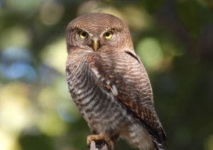 बारनावापारा अभयाण्य में "बर्ड सर्वे 2026" का आयोजन,200 से अधिक पक्षी प्रजातियों का रिकॉर्ड दर्ज बारनावापारा अभयाण्य में "बर्ड सर्वे 2026" का आयोजन,200 से अधिक पक्षी प्रजातियों का रिकॉर्ड दर्ज