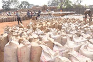 उपार्जन केन्द्रों से 1 लाख 73 हजार मीट्रिक टन धान का उठाव उपार्जन केन्द्रों से 1 लाख 73 हजार मीट्रिक टन धान का उठाव