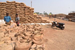 जिले के उपार्जन केन्द्रों में अब तक 5,10,341.72 मे. टन धान खरीदी गई जिले के उपार्जन केन्द्रों में अब तक 5,10,341.72 मे. टन धान खरीदी गई