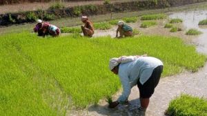  धान के साथ वैकल्पिक फसलों की ओर बढ़ते धमतरी के किसान, रागी की खेती में बढ़ी भागीदारी