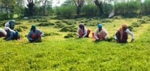  धान से ब्राम्ही तक : कम लागत में अधिक लाभ की ओर अग्रसर किसान