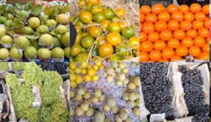 27 फरवरी को होगी आम फलों की नीलामी