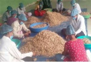  हर्रा वनौषधि प्रसंस्करण से आत्मनिर्भर बनीं महिलाएं