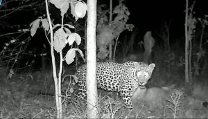 मानपुर विकासखंड वन विभाग के कैमरे में कैद में कैद हुआ तेंदुआ