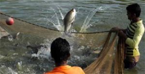 मस्तूरी जनपद पंचायत में 7 जलाशयों के मत्स्य पालन पट्टों के लिए आमंत्रित किए गए आवेदन मस्तूरी जनपद पंचायत में 7 जलाशयों के मत्स्य पालन पट्टों के लिए आमंत्रित किए गए आवेदन