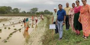 लेही विधि से अंकुरित बीजों को मचाई किए हुए खेतों में ड्रम सीडर एवं छिटकवा विधि से करें बुवाई लेही विधि से अंकुरित बीजों को मचाई किए हुए खेतों में ड्रम सीडर एवं छिटकवा विधि से करें बुवाई