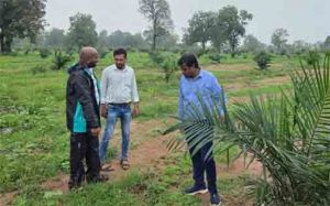 ऑयल पाम की खेती से बदली किसानों की तकदीर ऑयल पाम की खेती से बदली किसानों की तकदीर