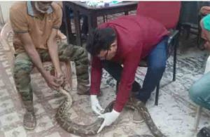 गंगरेल के जंगलों से गहरे जख्मों के साथ रेस्क्यू हुआ अजगर गंगरेल के जंगलों से गहरे जख्मों के साथ रेस्क्यू हुआ अजगर