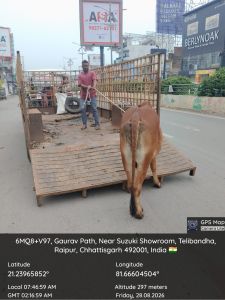 रायपुर नगर निगम द्वारा अभियान चलाकर निगम क्षेत्र में आवारा मवेशियों की सड़कों से निरन्तर धरपकड़ रायपुर नगर निगम द्वारा अभियान चलाकर निगम क्षेत्र में आवारा मवेशियों की सड़कों से निरन्तर धरपकड़