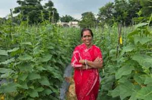 बिहान से बहनों को मिला आर्थिक संबल, खीरे की खेती से सुभद्रा मंडल ने लिखी आत्मनिर्भरता की नई कहानी बिहान से बहनों को मिला आर्थिक संबल, खीरे की खेती से सुभद्रा मंडल ने लिखी आत्मनिर्भरता की नई कहानी