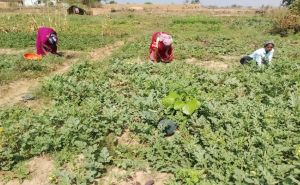 जैविक खेती की ओर कदम बढ़ा रहे गोंदईया के किसान